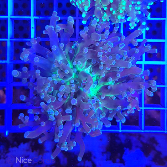 Euphyllia paradivisa