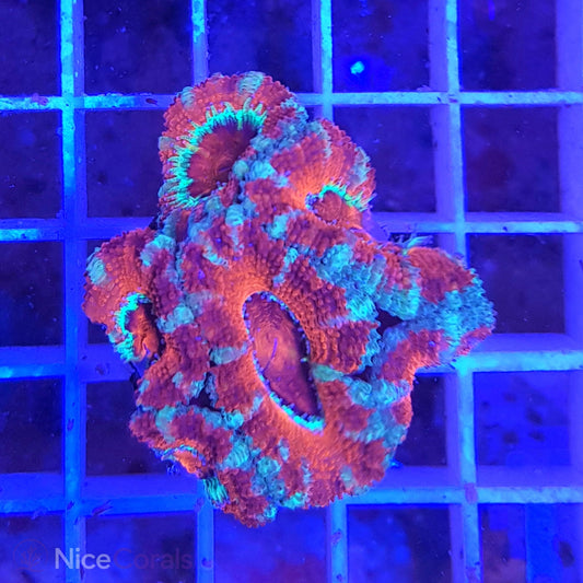 Acanthastrea