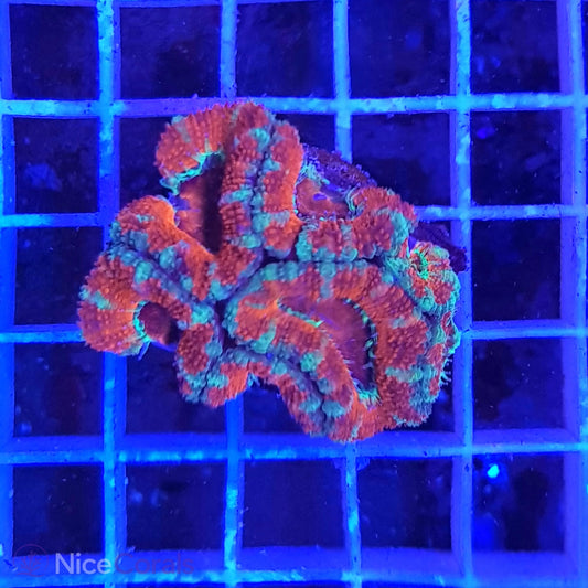 Acanthastrea