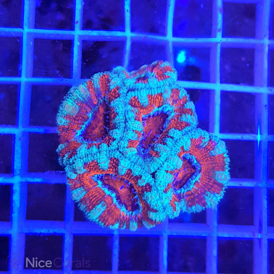 Acanthastrea