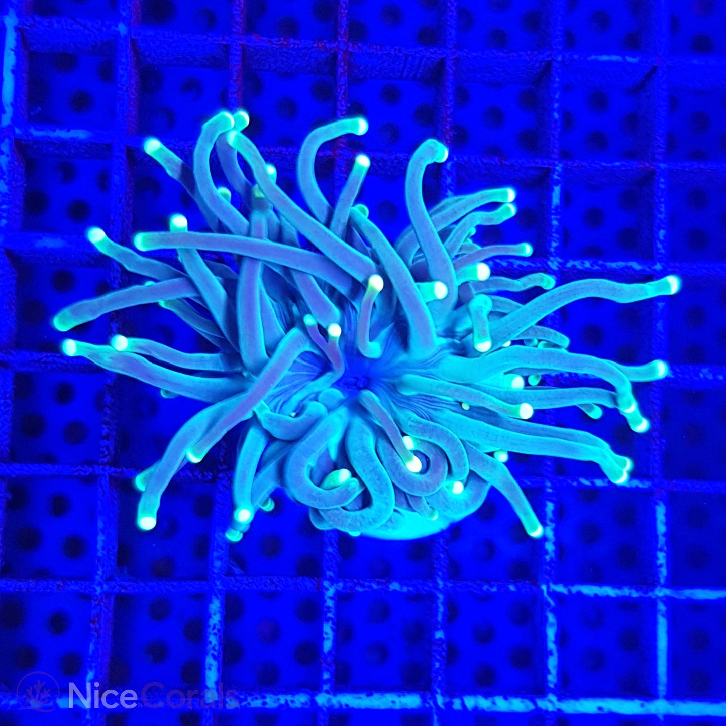 Euphyllia Torch