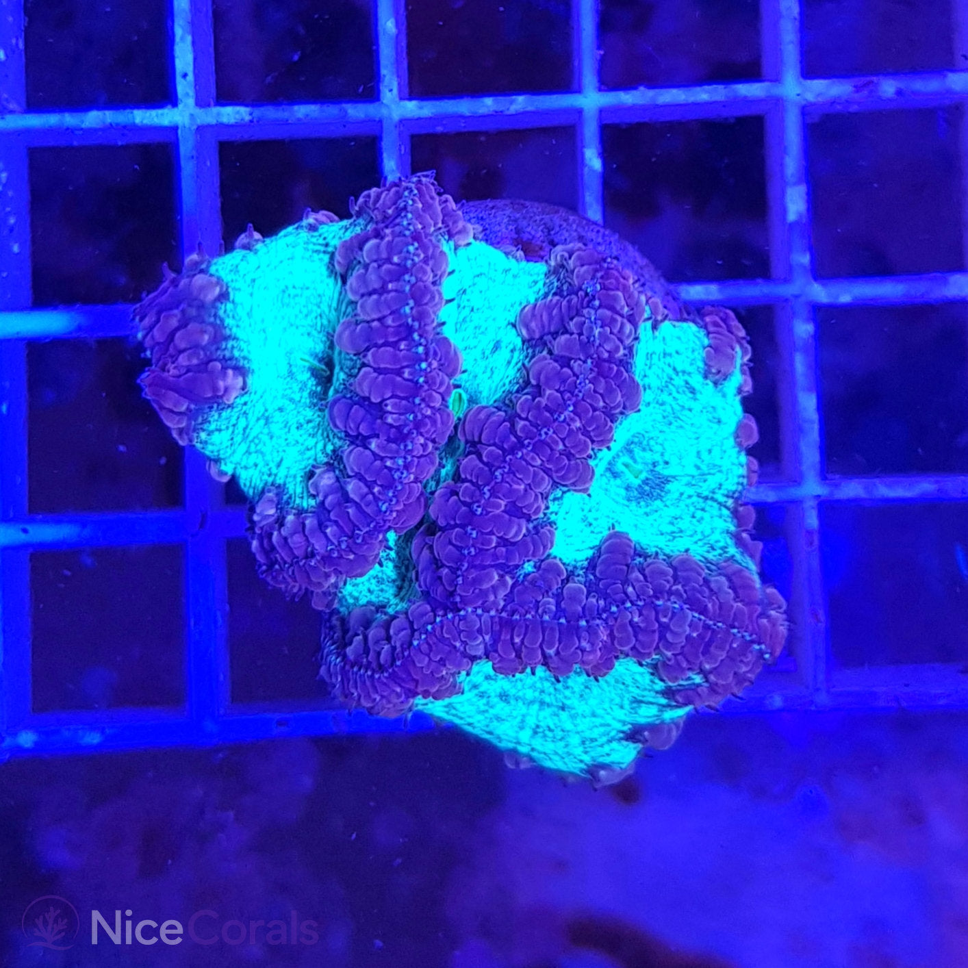 Blastomussa
