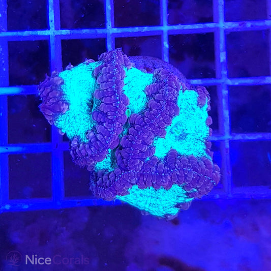 Blastomussa