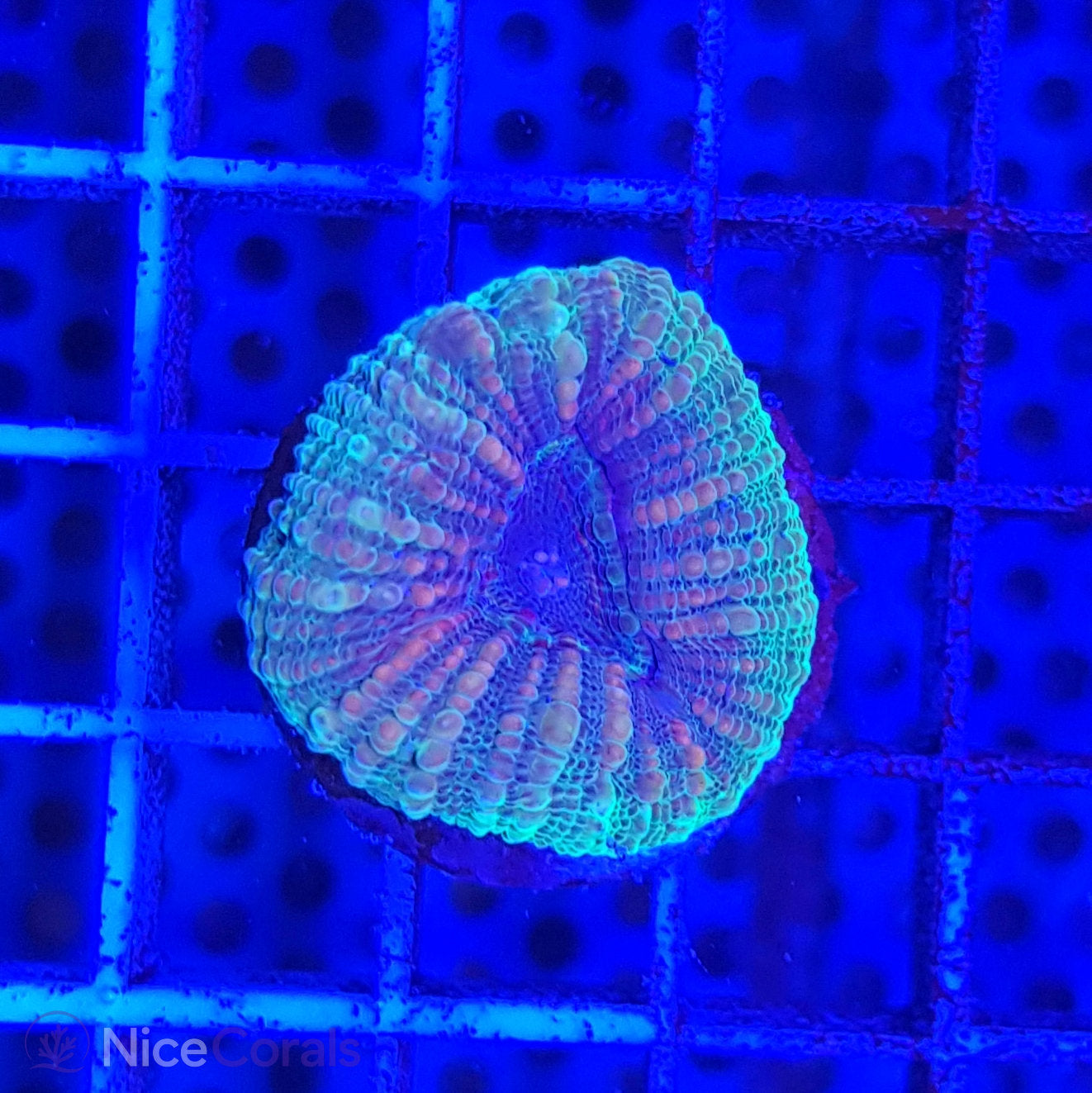 Lobophyllia