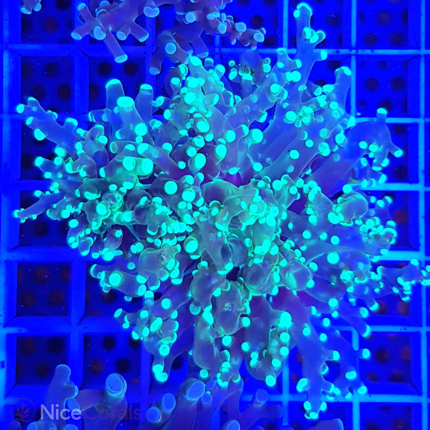 Euphyllia paradivisa