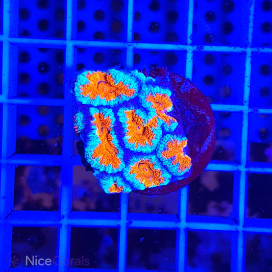 Acanthastrea