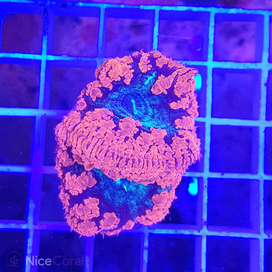 Blastomussa