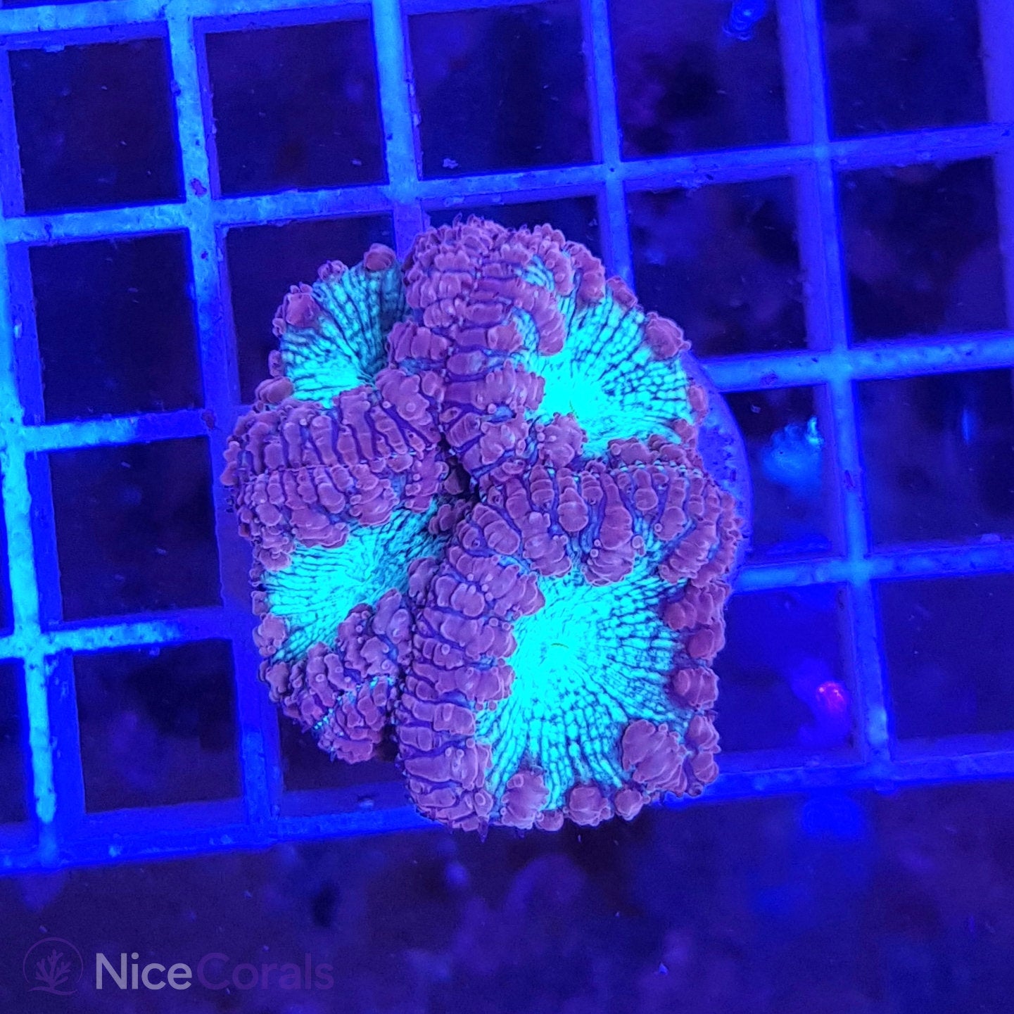 Blastomussa