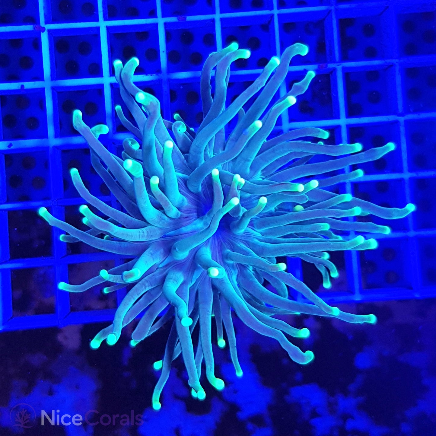 Euphyllia Torch