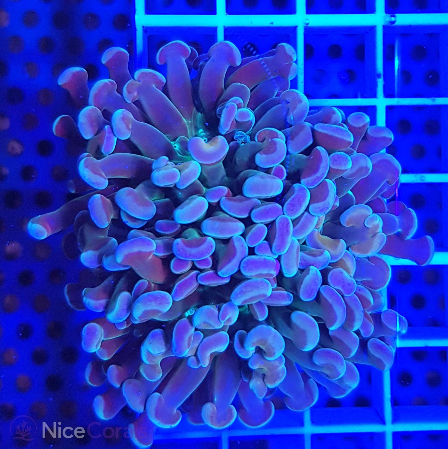 Euphyllia paraancora