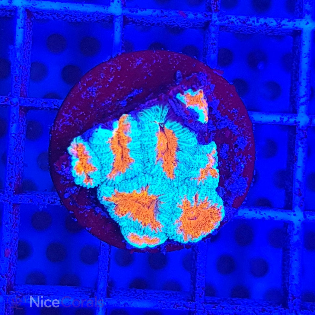Acanthastrea