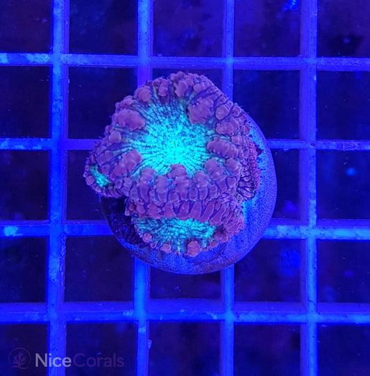 Blastomussa