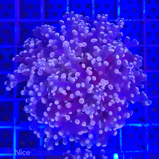 Euphyllia paradivisa