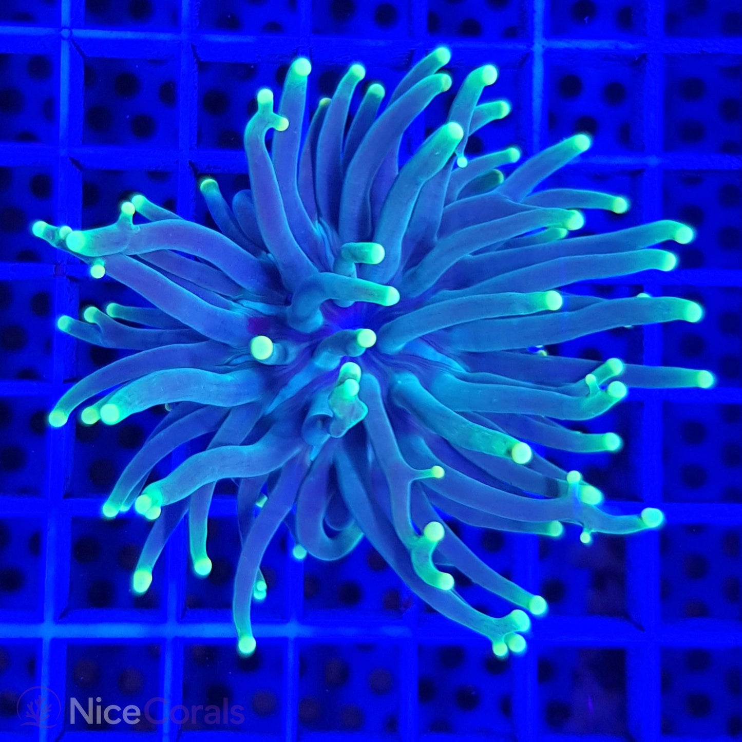 Euphyllia Torch