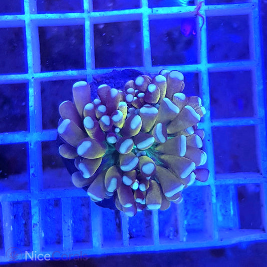 Euphyllia Tiger Torch