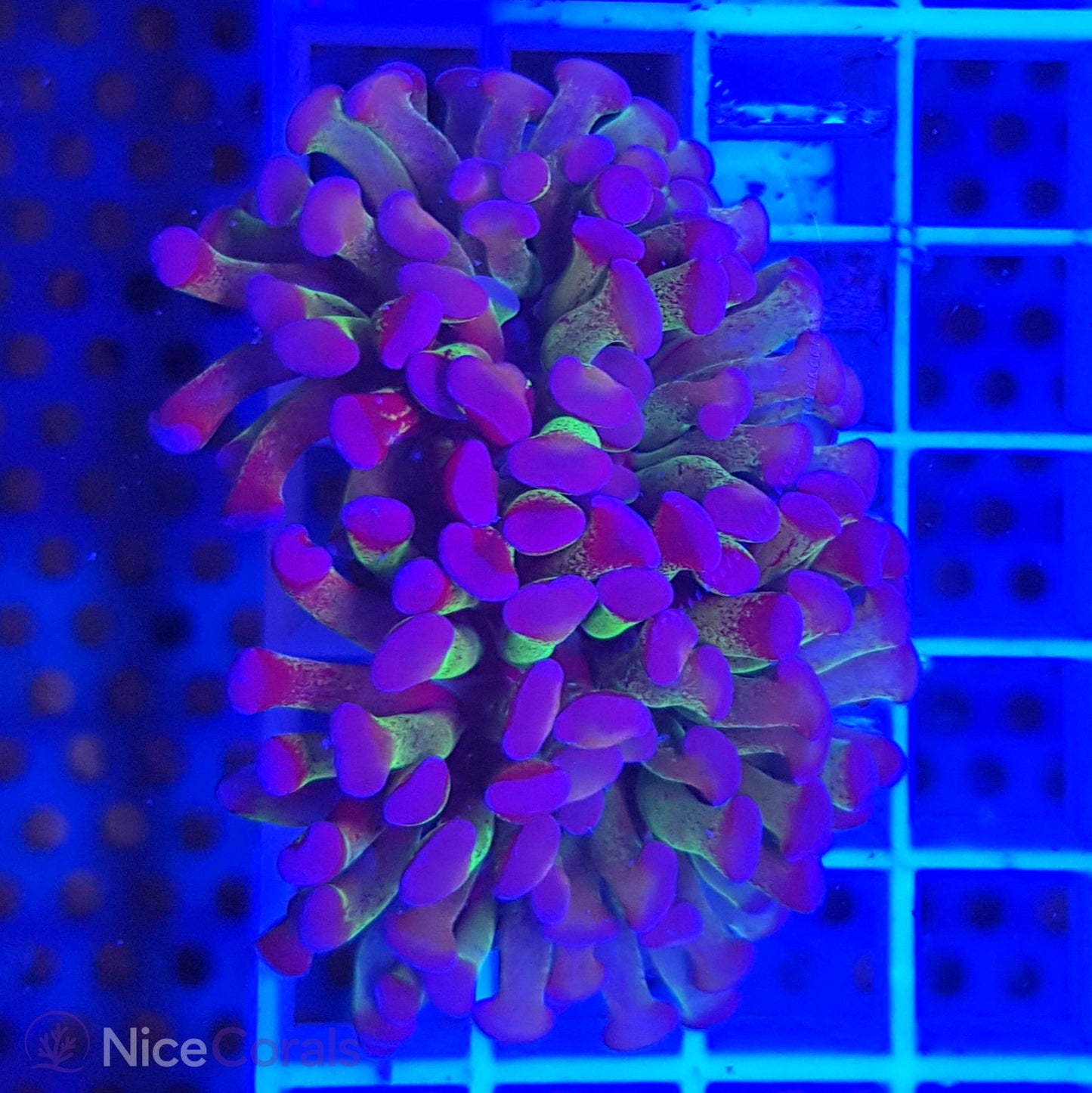 Euphyllia paraancora