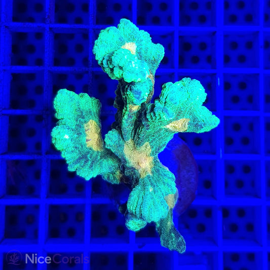 Pectinia Space Invader
