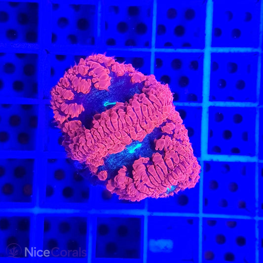 Blastomussa