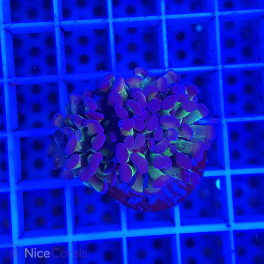 Euphyllia paraancora