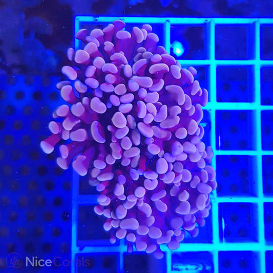 Euphyllia paraancora