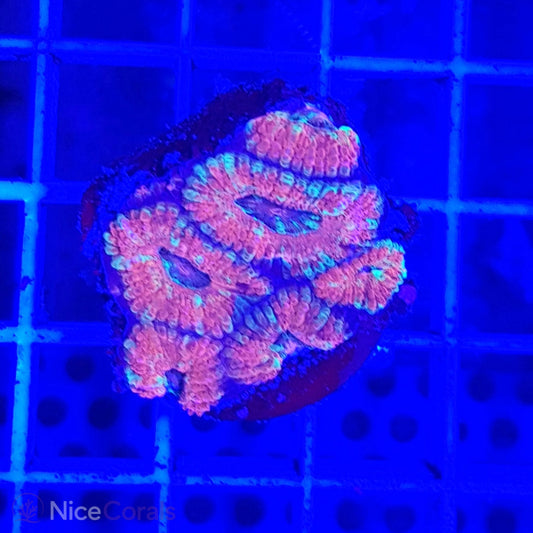 Acanthastrea