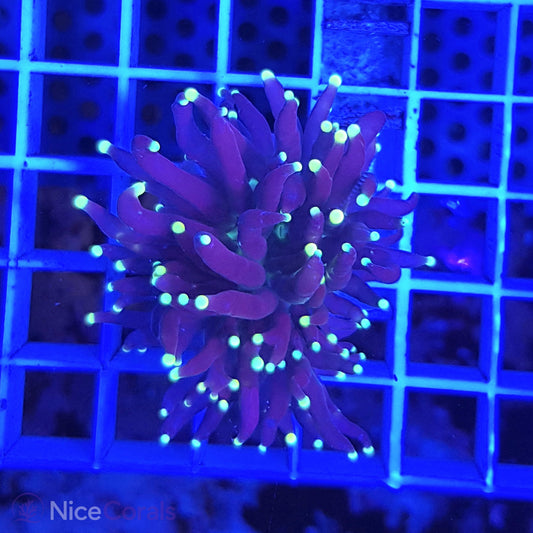 Euphyllia Black Torch
