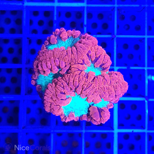 Blastomussa