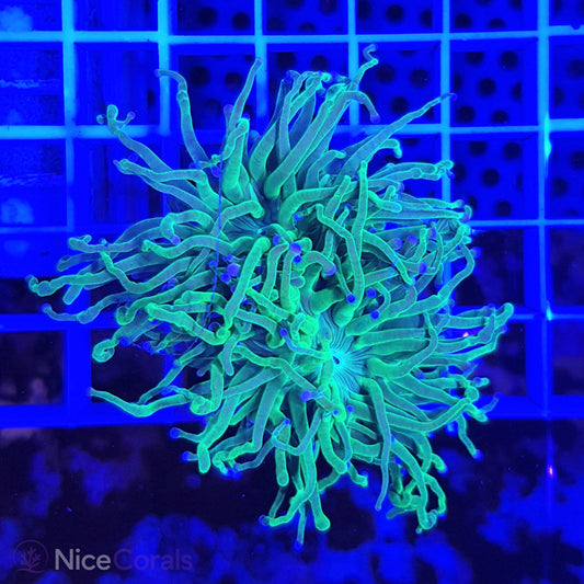 Euphyllia Torch Metallic Green