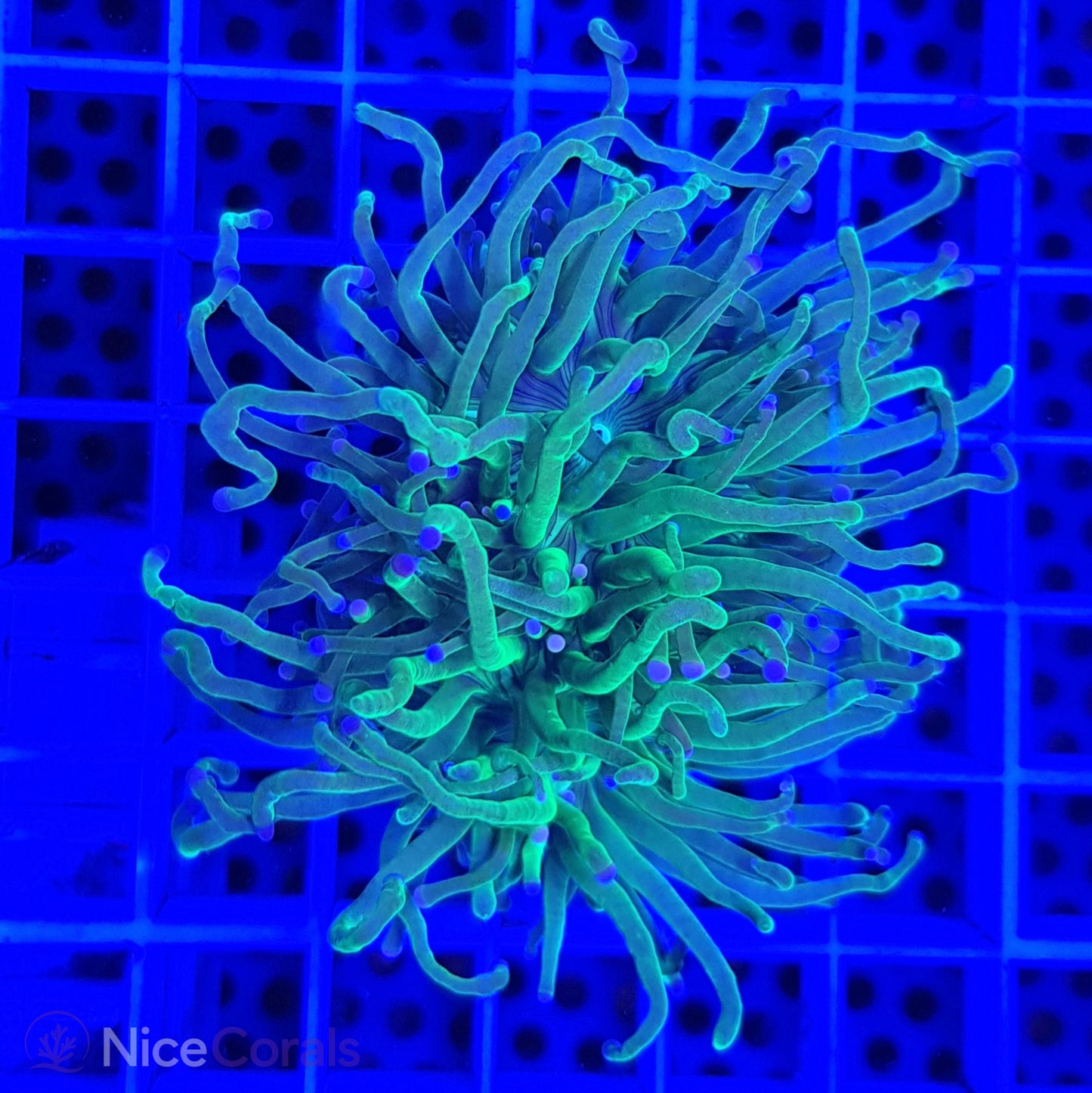 Euphyllia Torch Metallic Green