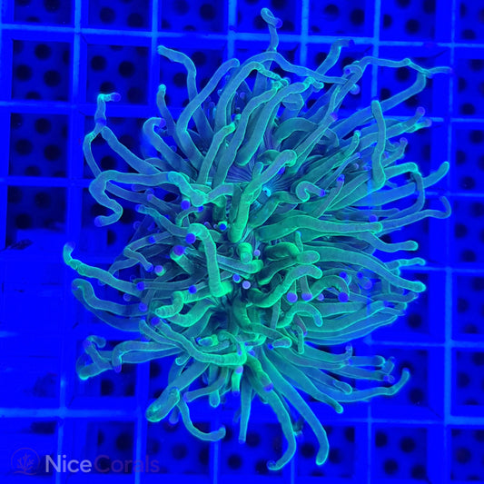 Euphyllia Torch Metallic Green