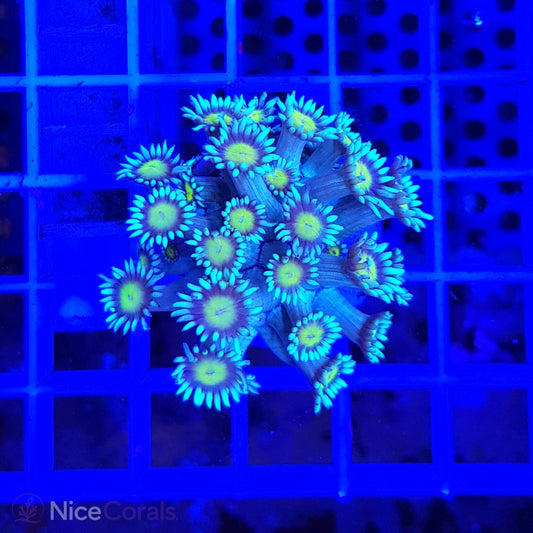 Goniopora