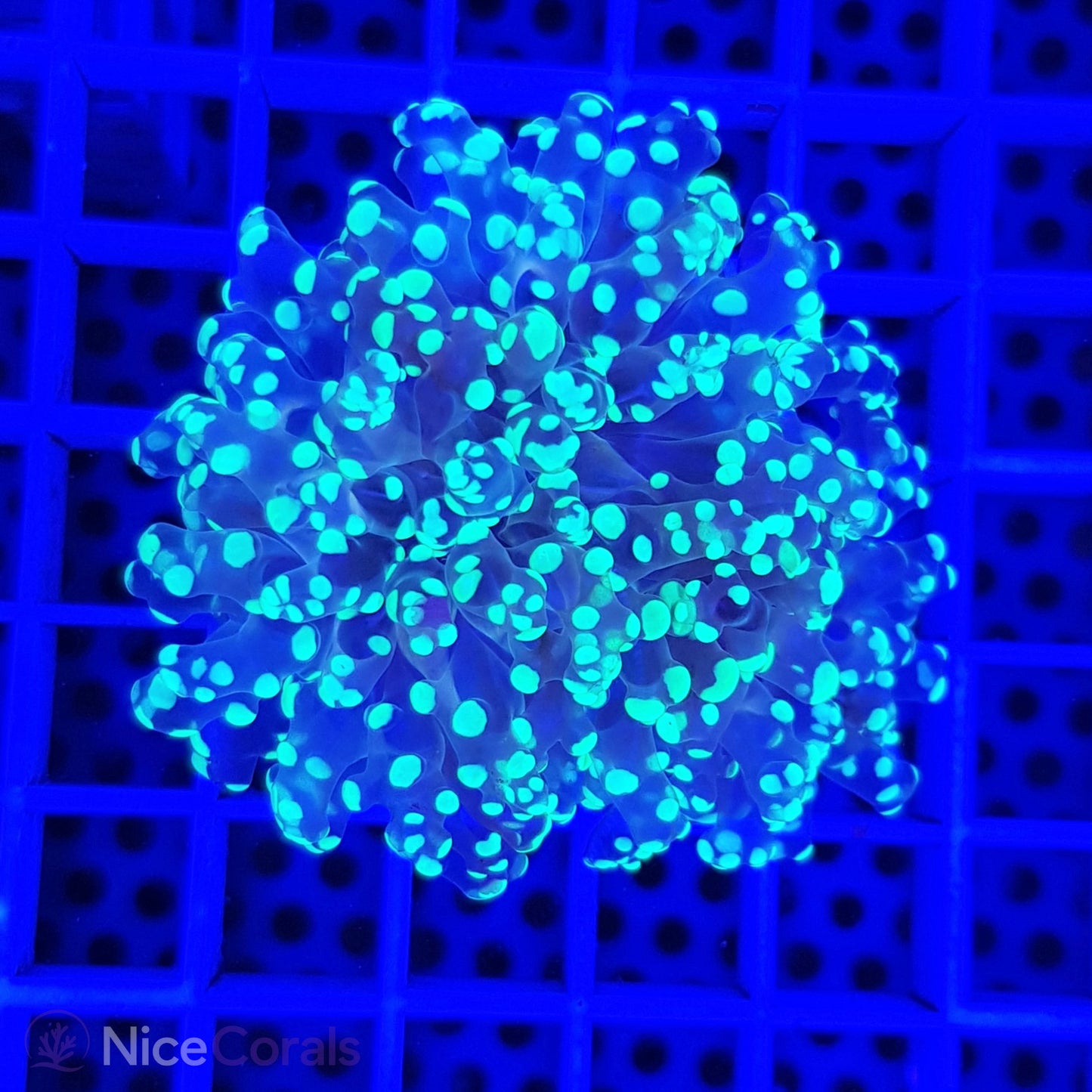 Euphyllia paradivisa