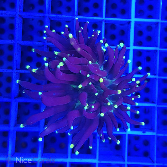 Euphyllia Black Torch 2 Heads