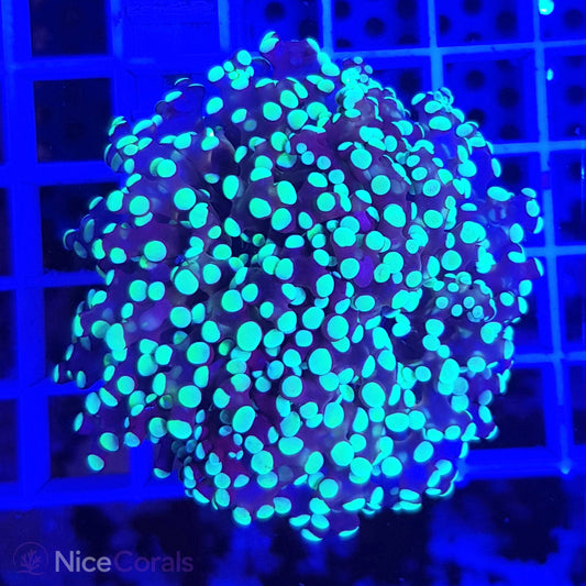 Euphyllia paradivisa