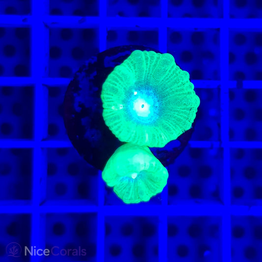 Caulastrea