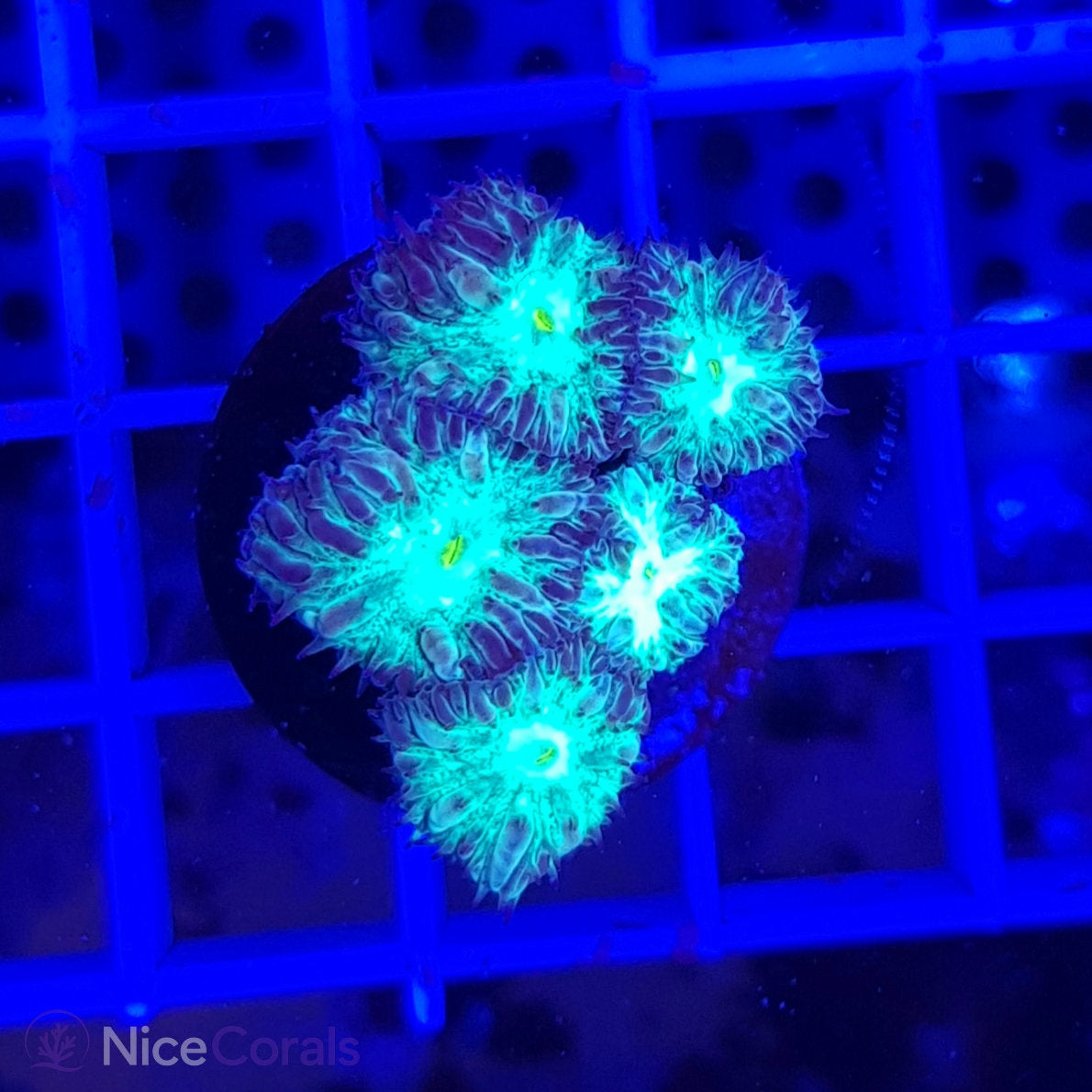 Blastomussa