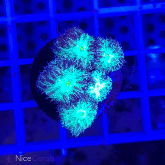 Blastomussa