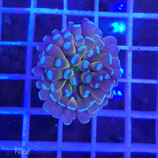 Euphyllia Tiger Torch