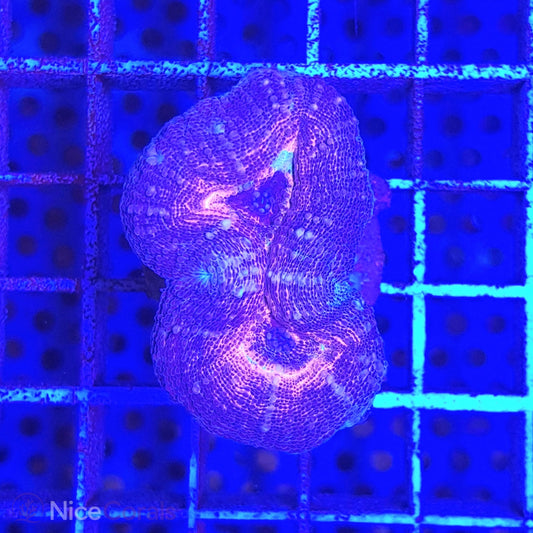 Lobophyllia