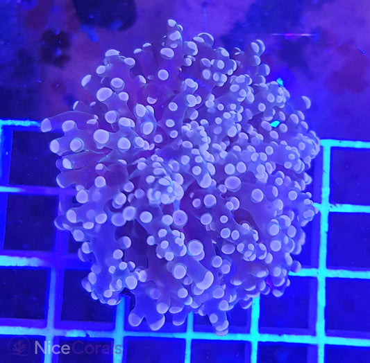 Euphyllia Paradivisa