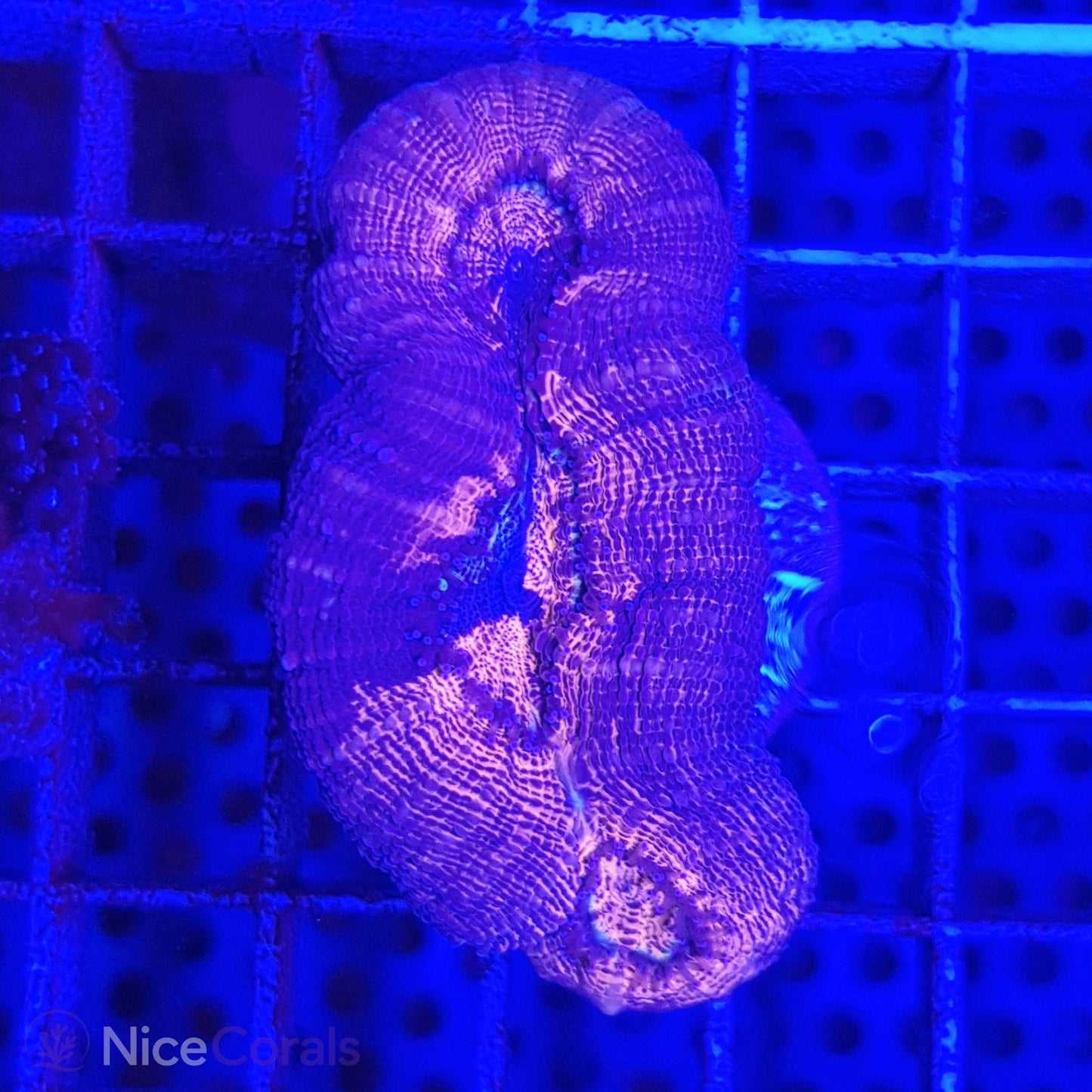 Lobophyllia