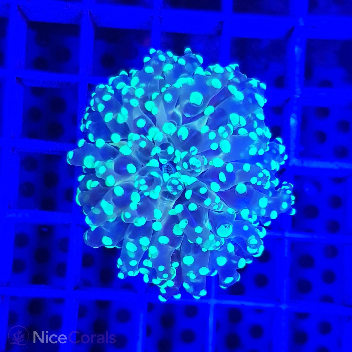 Euphyllia paradivisa