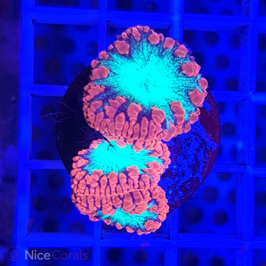 Blastomussa