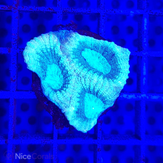 Favia