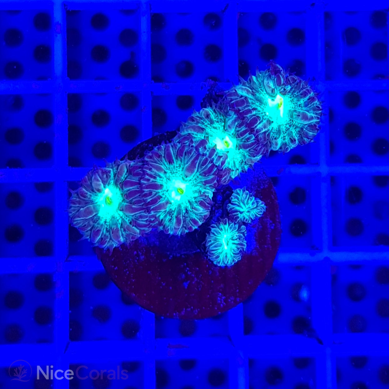 Blastomussa