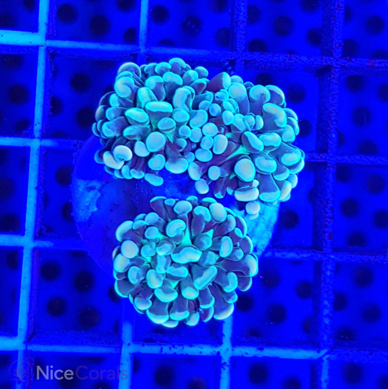 Euphyllia paraancora