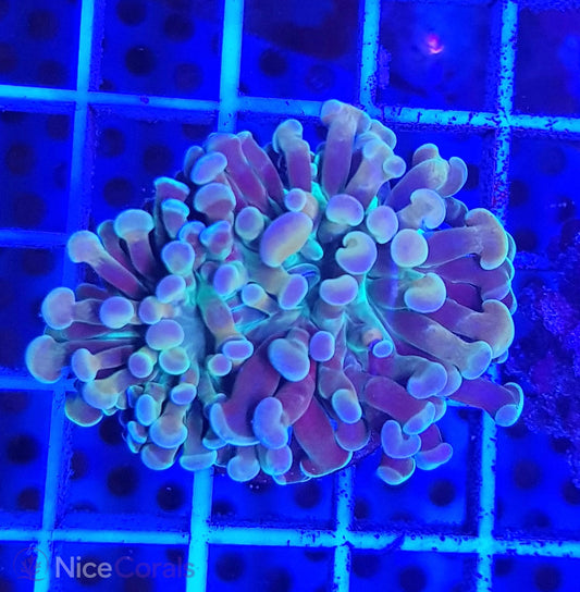 Euphyllia paraancora