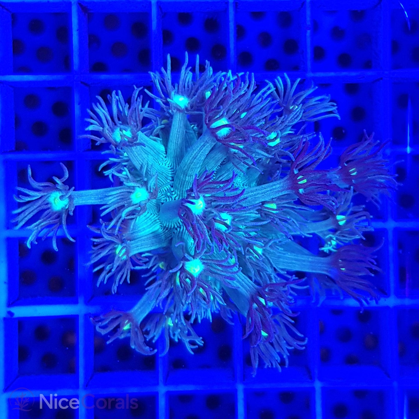 Goniopora