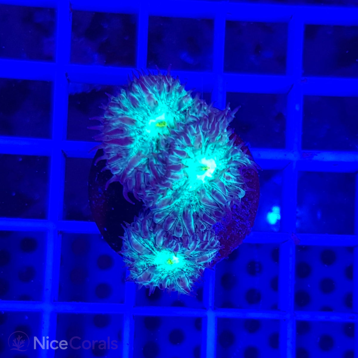 Blastomussa