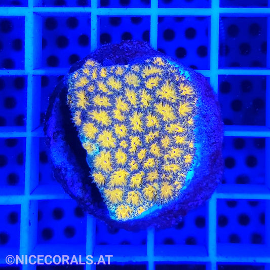 Leptastrea